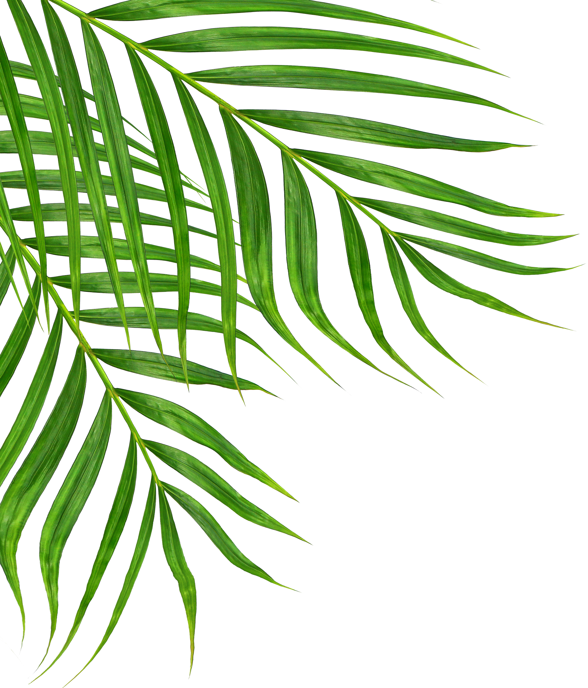 Green Leaves of Palm Tree Isolated on White Background